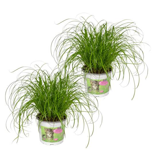 Cyperus Alternifolius (Herbe à Chat) - H20cm - Image 1