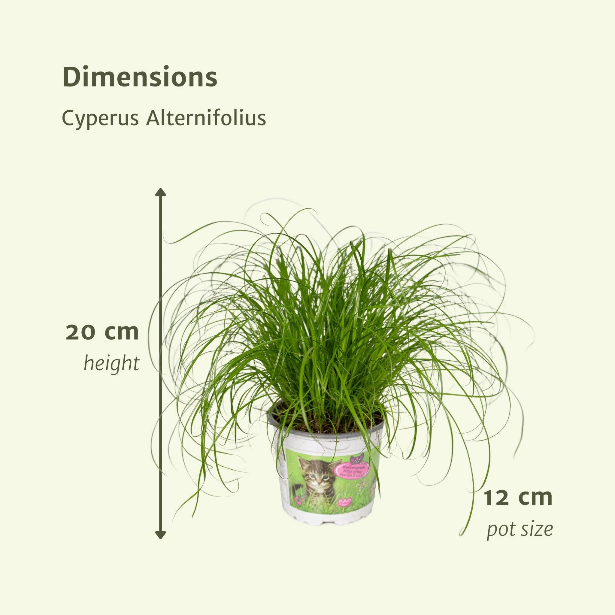 Cyperus Alternifolius (Herbe à Chat) - H20cm - Image 4