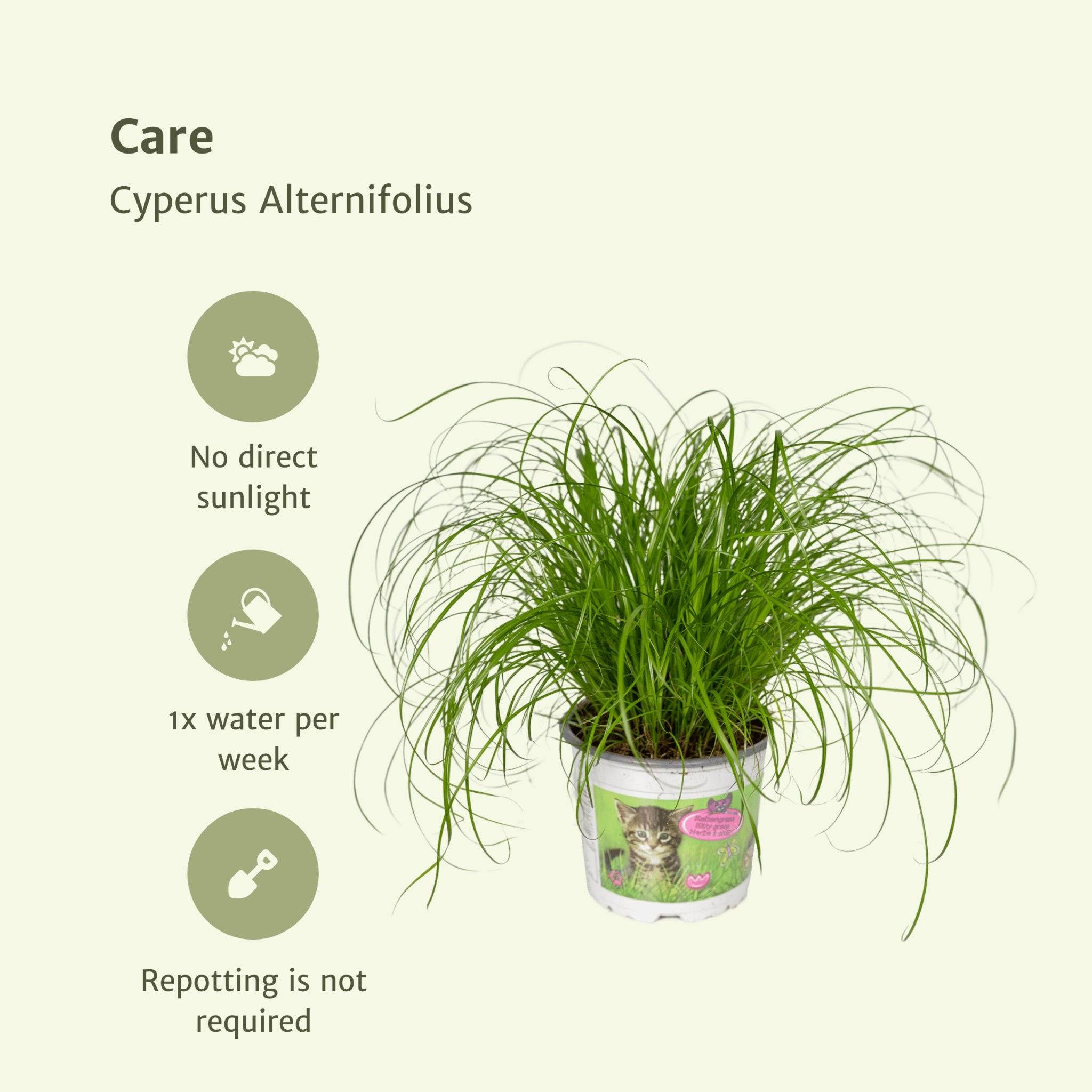 Cyperus Alternifolius (Herbe à Chat) - H20cm - Image 5
