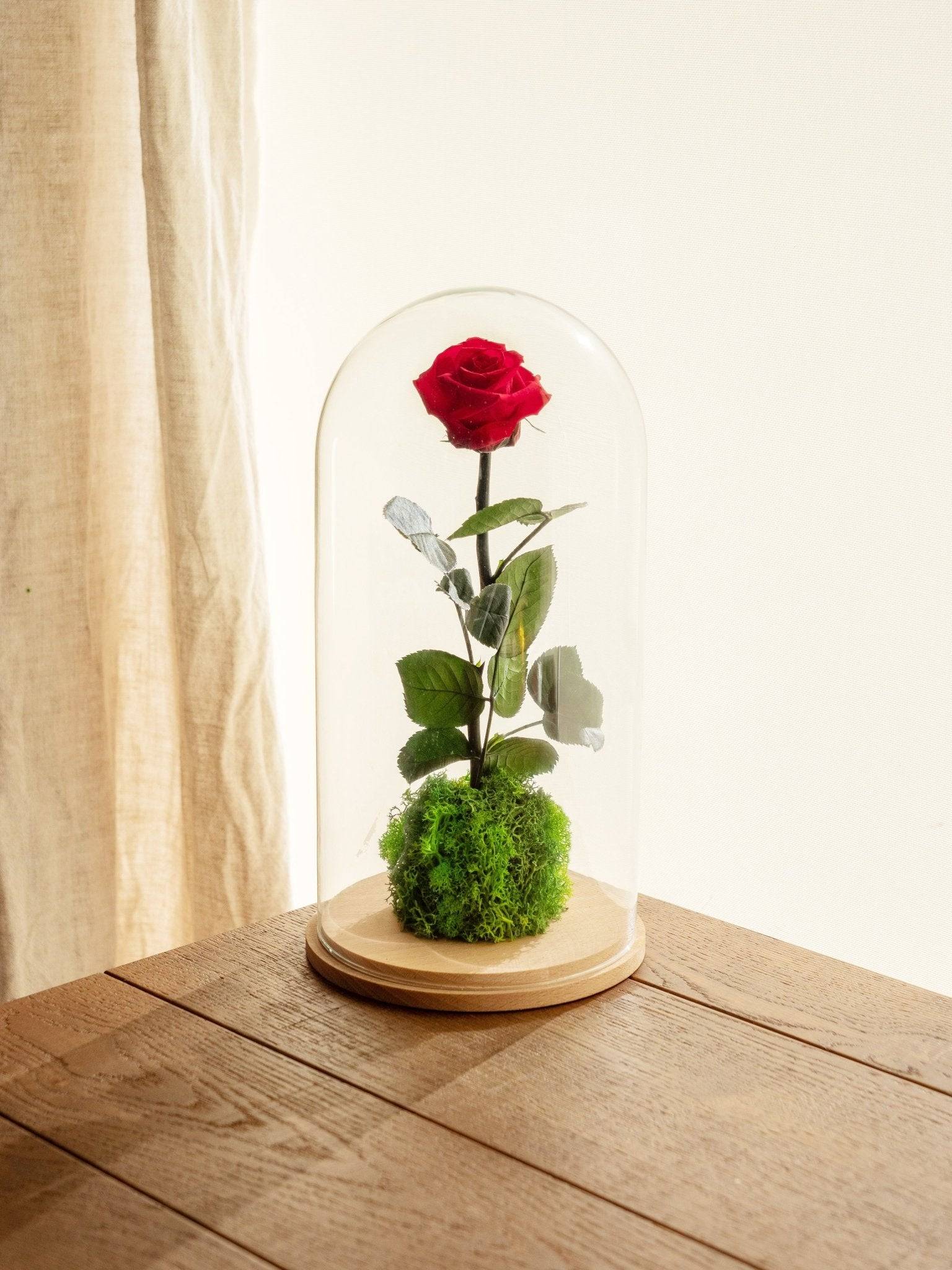 Très Grande Rose Éternelle Sous Cloche - H30cm - Image 1
