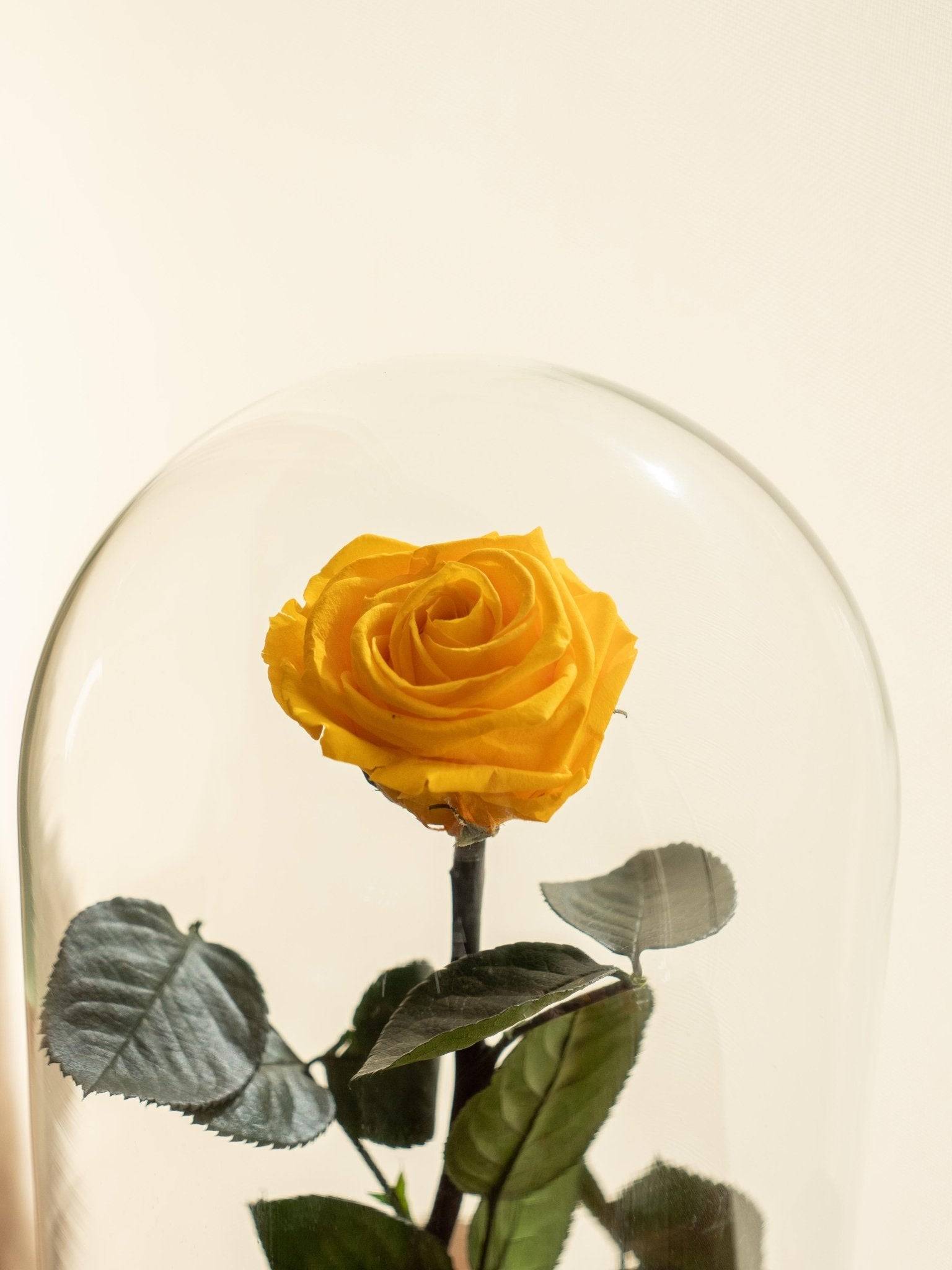 Très Grande Rose Éternelle Sous Cloche - H30cm - Image 3