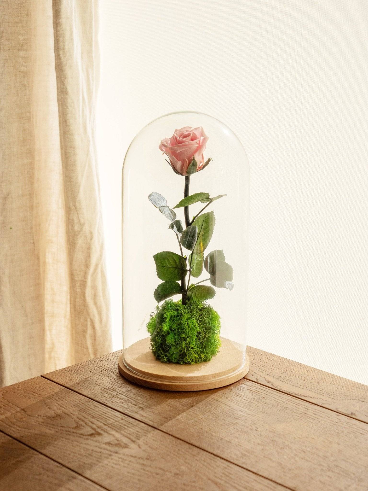 Très Grande Rose Éternelle Sous Cloche - H30cm - Image 2