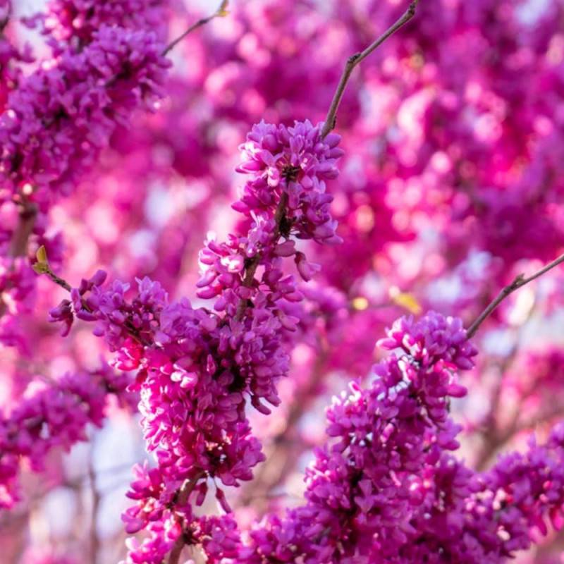 Cercis du Canada Pink Pom Pom's, Arbre de Judée, Gainier du Canada à fleurs Rose/ - feuillage Caduc - Pot de 30L - Baliveau - Image 2