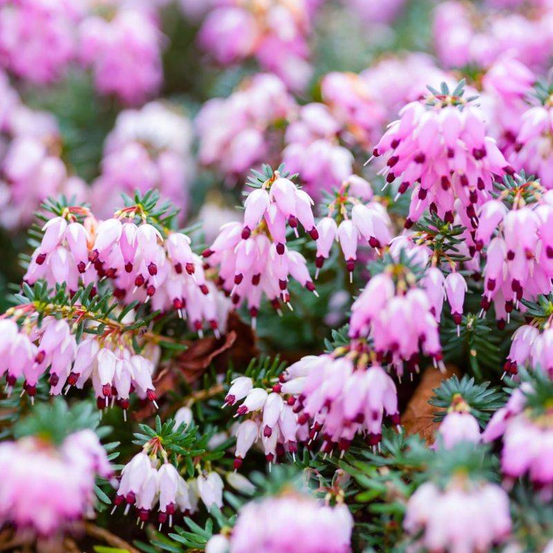 Bruyère d'hiver x darleyensis 'George Rendall' (Erica x darleyensis 'George Rendall') - Godet - Taille 10cm - Pépinières Naudet
