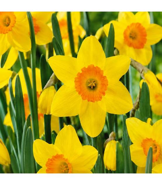 Narcisse Red Devon Sgaravatti 5 bulbes jaunes à couronne rouge, floraison bicolore pour massifs et bouquets - 617263 - Image 1