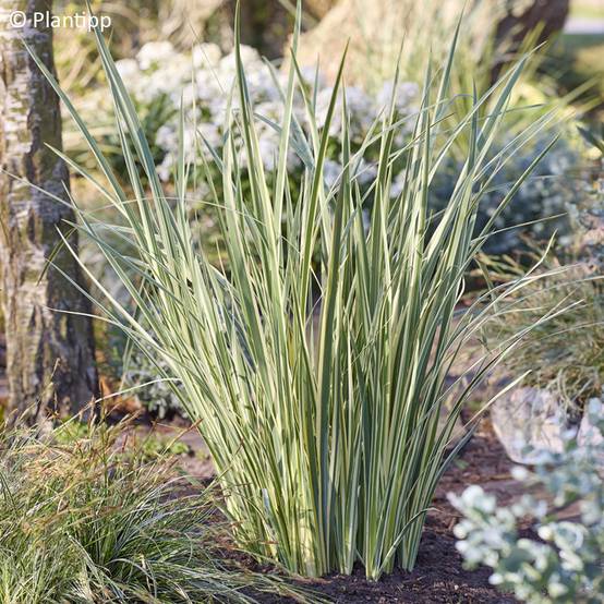 Dietes bicolor Milky Way - Iris espagnol Pot de 3L/4L