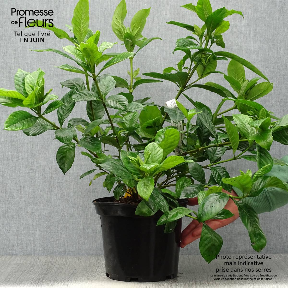 Promesse de Fleurs - Gardenia jasminoides Summer Snow Pot de 3L/4L - Image 2
