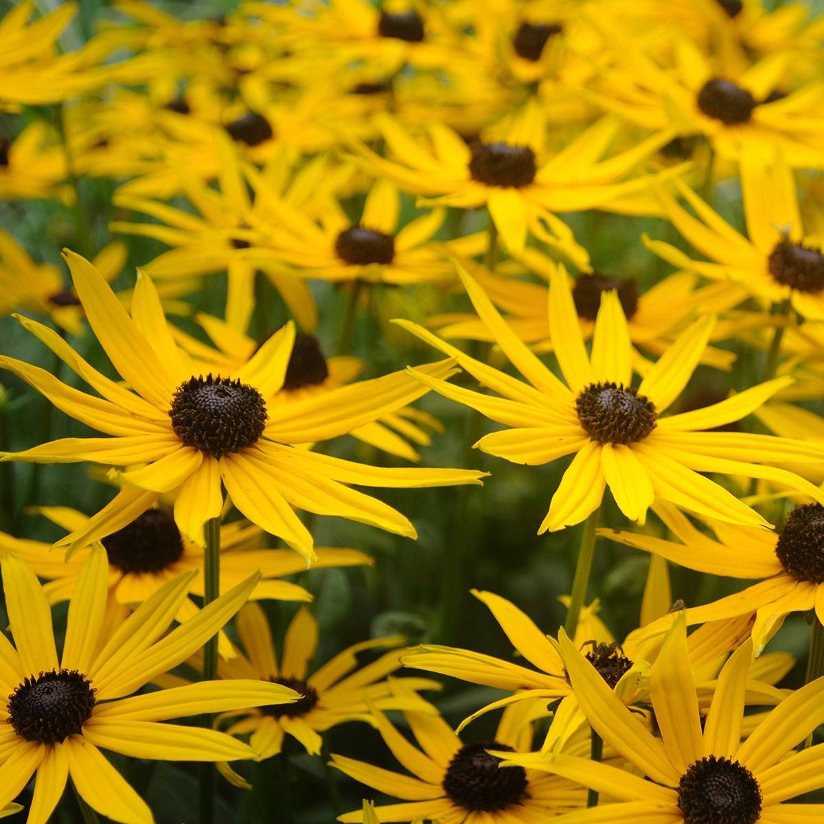 Rudbeckia fulgida Forever Gold Godet de 8/9 cm