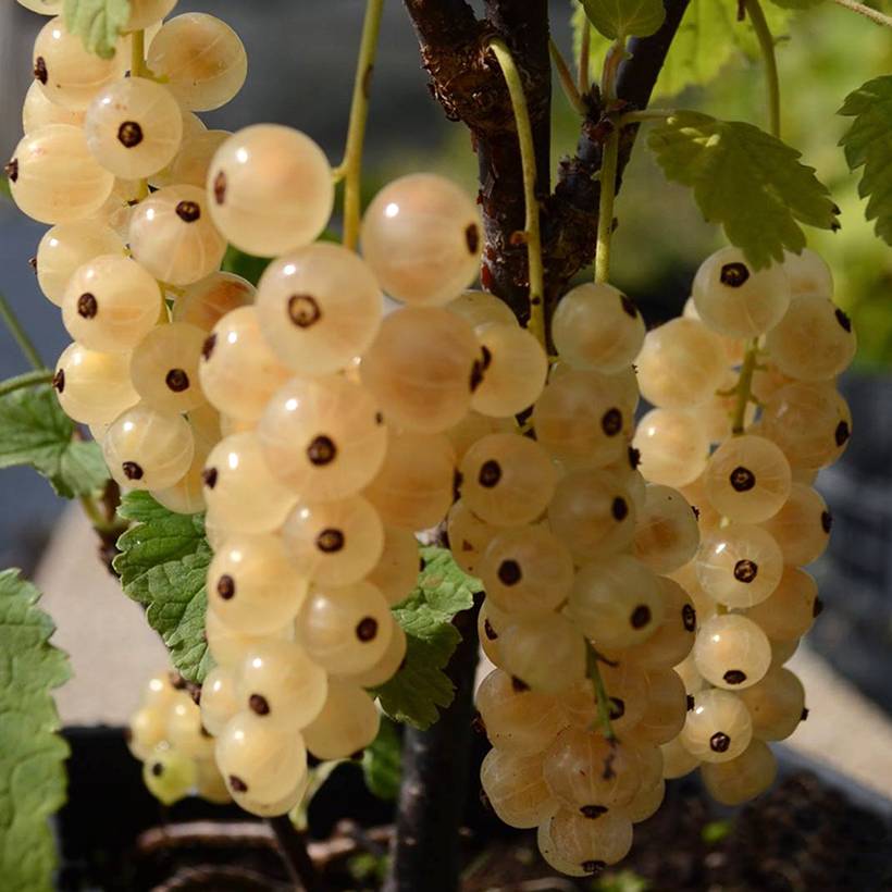 Groseillier à grappes blanches Zitavia Pot de 2L/3L, Touffe