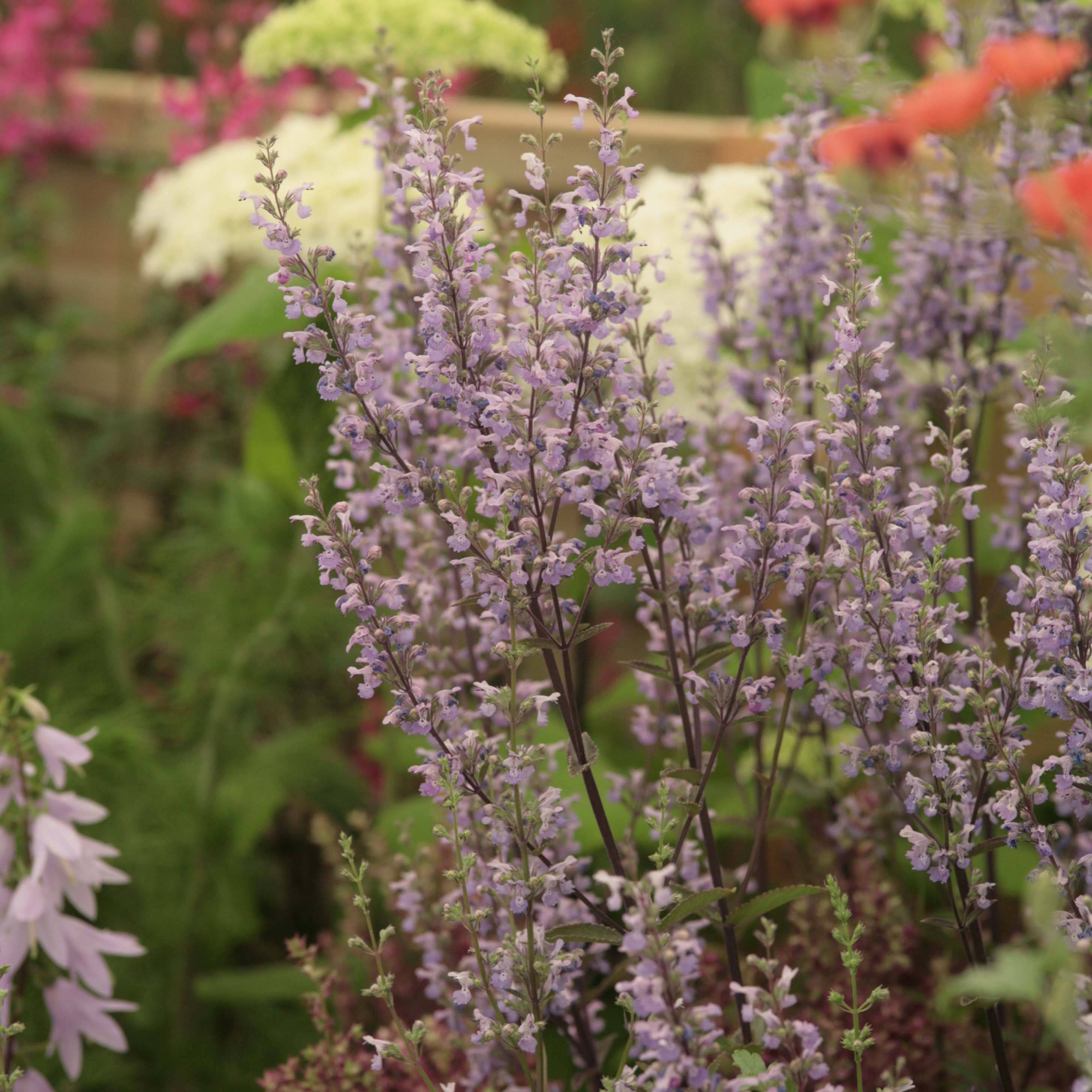 Nepeta nuda Purple Cat - Chataire Godet de 8/9 cm