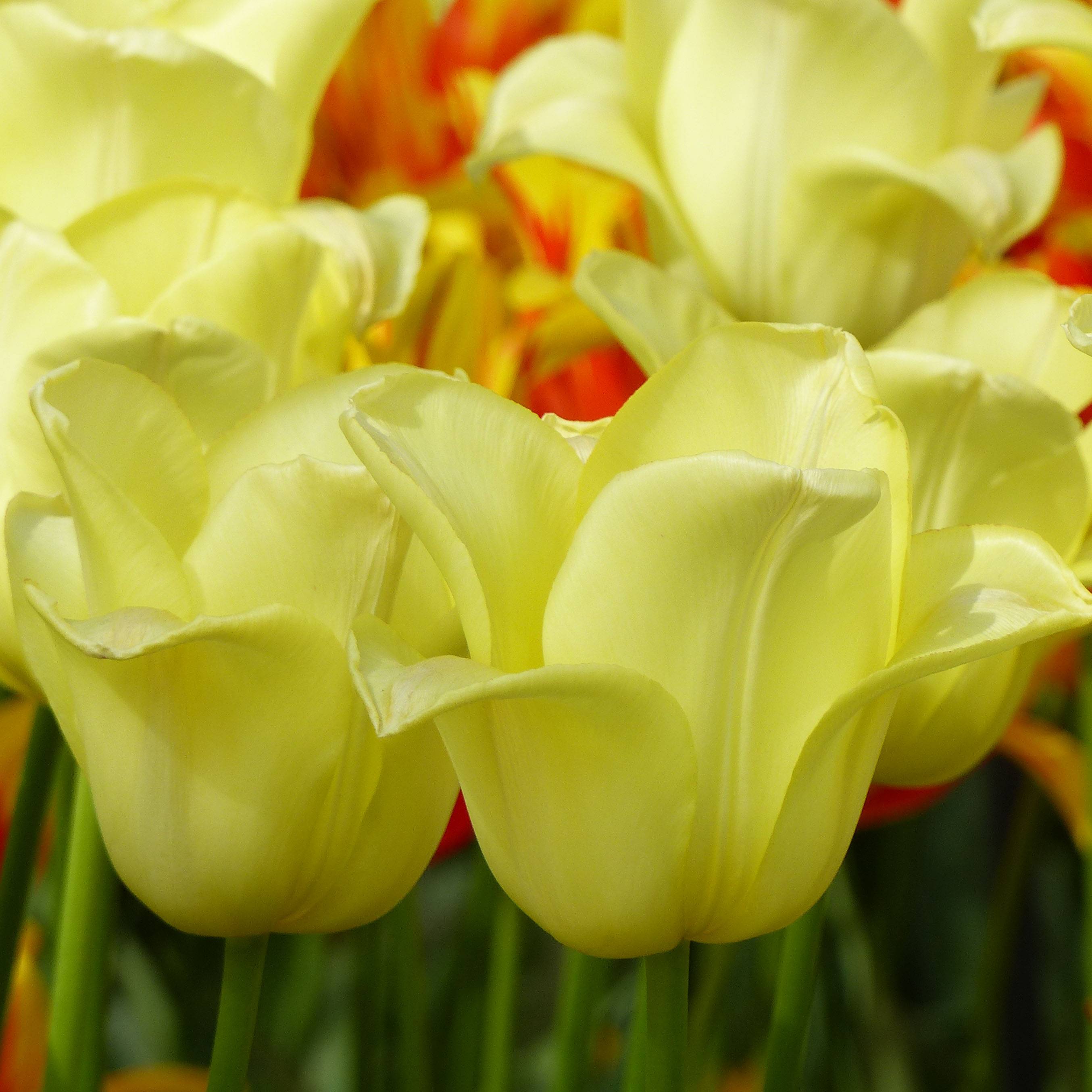 Promesse de Fleurs - Tulipe Triomphe World Friendship Bulbe calibre 12+ (par 6)