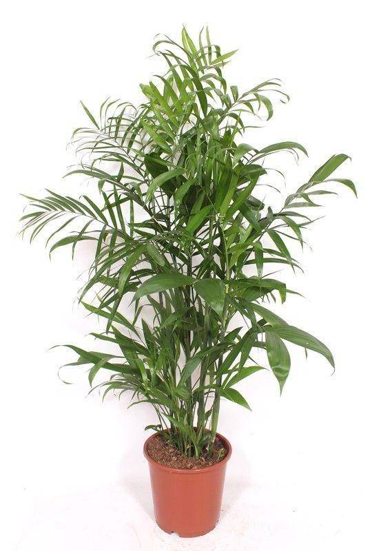 La Green Touch - Chamaedorea Seifrizii - D24 H140cm