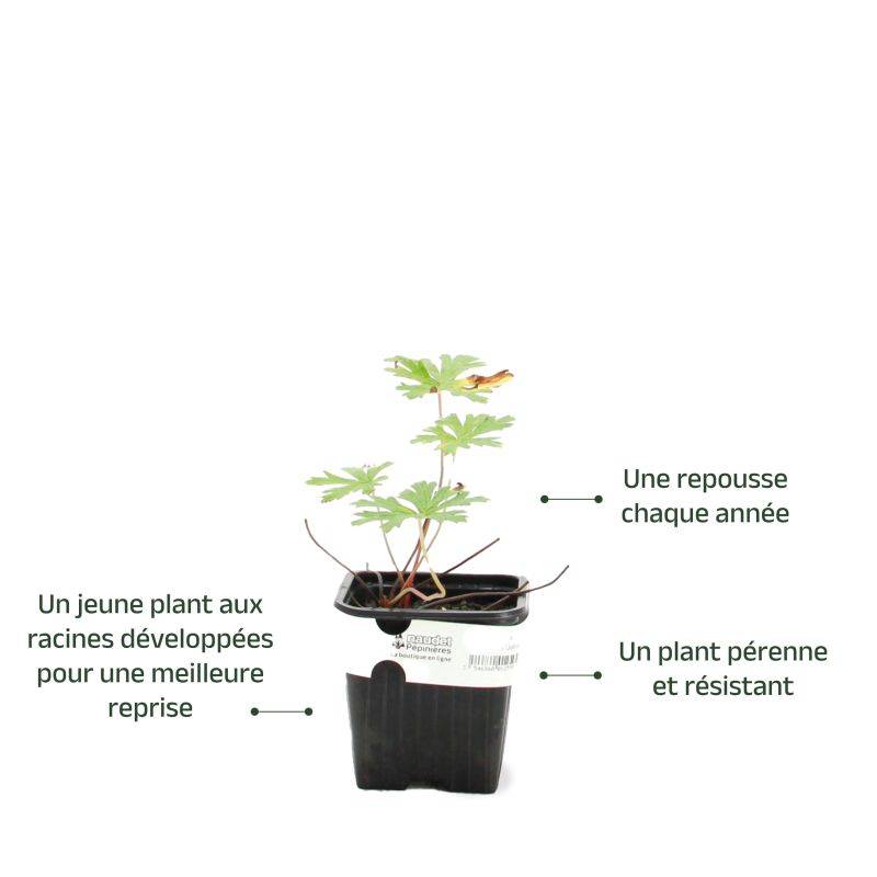 3 Géraniums 'Johnson's Blue' (Geranium) - Lot de 3 vivaces - Pépinières Naudet - Image 3