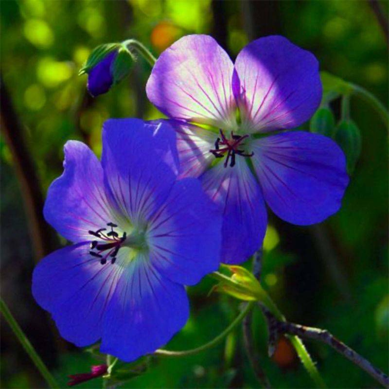 3 Géraniums 'Johnson's Blue' (Geranium) - Lot de 3 vivaces - Pépinières Naudet - Image 1
