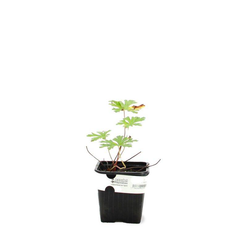 3 Géraniums 'Johnson's Blue' (Geranium) - Lot de 3 vivaces - Pépinières Naudet - Image 2