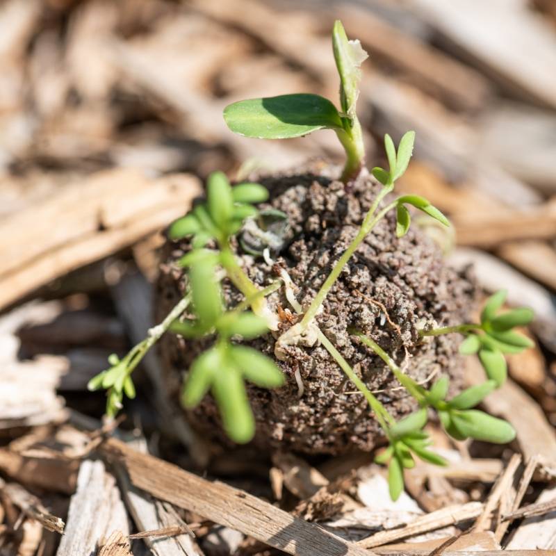 Veritable - Seed bombs zéro déchet - bombes de graines - Véritable - Image 4