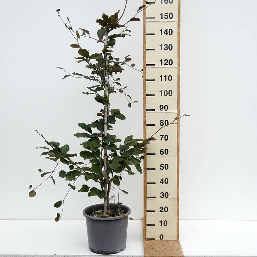 Hêtre pourpre - Fagus sylvatica Riversii Pot de 12L/15L, Baliveau - Image 2