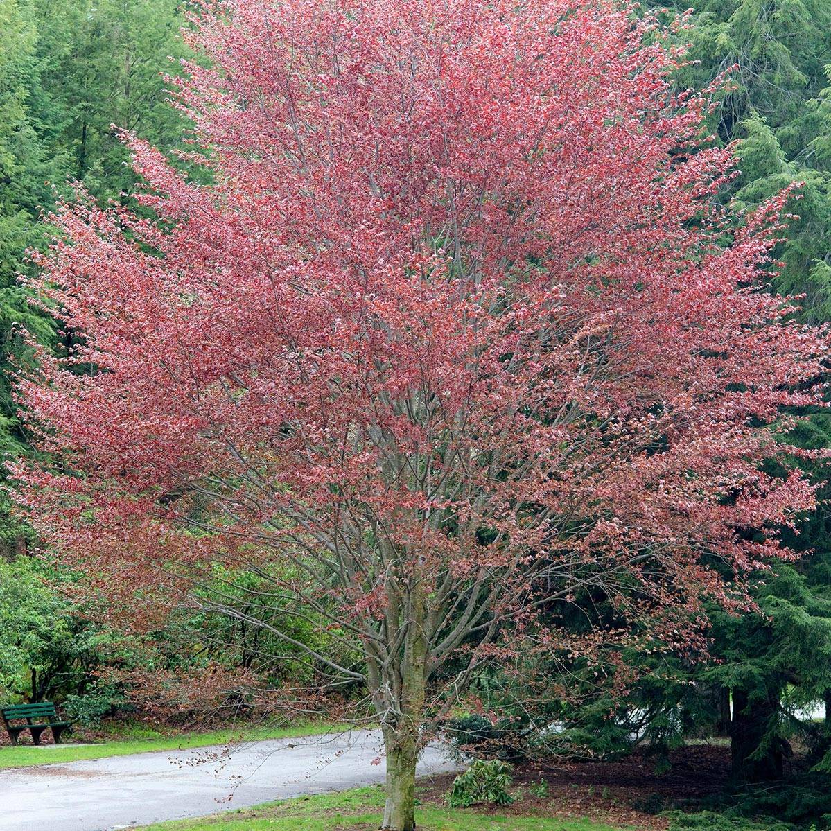 Hêtre pourpre - Fagus sylvatica Riversii Pot de 12L/15L, Baliveau - Image 1