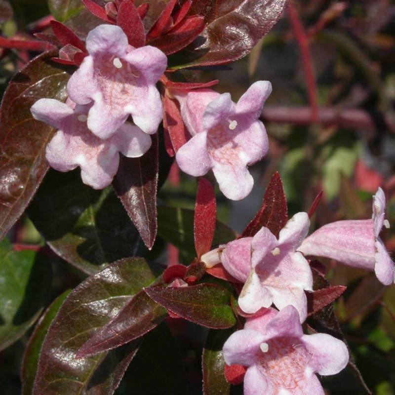 Abelia Edward Goucher, Abélia Edouard Goucher à fleurs Rose - feuillage Persistant - Pot de 7,5L - 40/60 cm-  hauteur à maturité De 1,00 m à 1,50 m - Image 1
