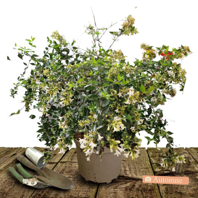 Abelia Edward Goucher, Abélia Edouard Goucher à fleurs Rose/ - feuillage Persistant - Pot de 7,5L - 40/60 cm - Image 2