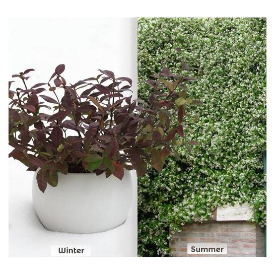 Jasmin étoilé Winter Ruby® 'Trared' à fleurs Blanche - feuillage Persistant - Godet - 5/20 cm- hauteur à maturité De 3,00 m à 5,00 m - Image 1
