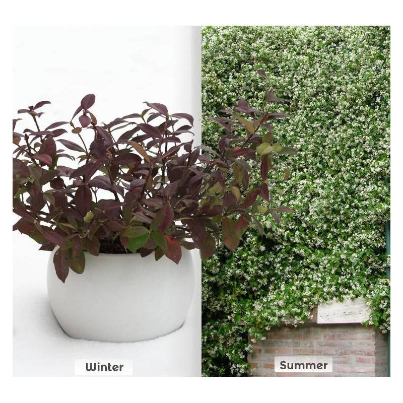 Jasmin étoilé Winter Ruby® 'Trared' à fleurs Blanche - feuillage Persistant - Godet - 5/20 cm-  hauteur à maturité De 3,00 m à 5,00 m - Image 7