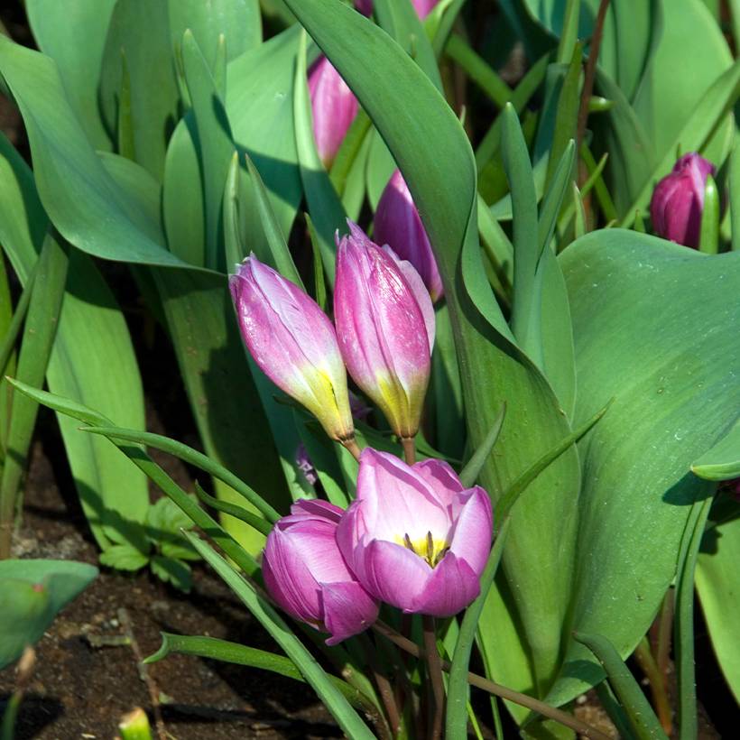 Promesse de Fleurs - Tulipe botanique humilis Helene Bulbe calibre 6+ (par 10)