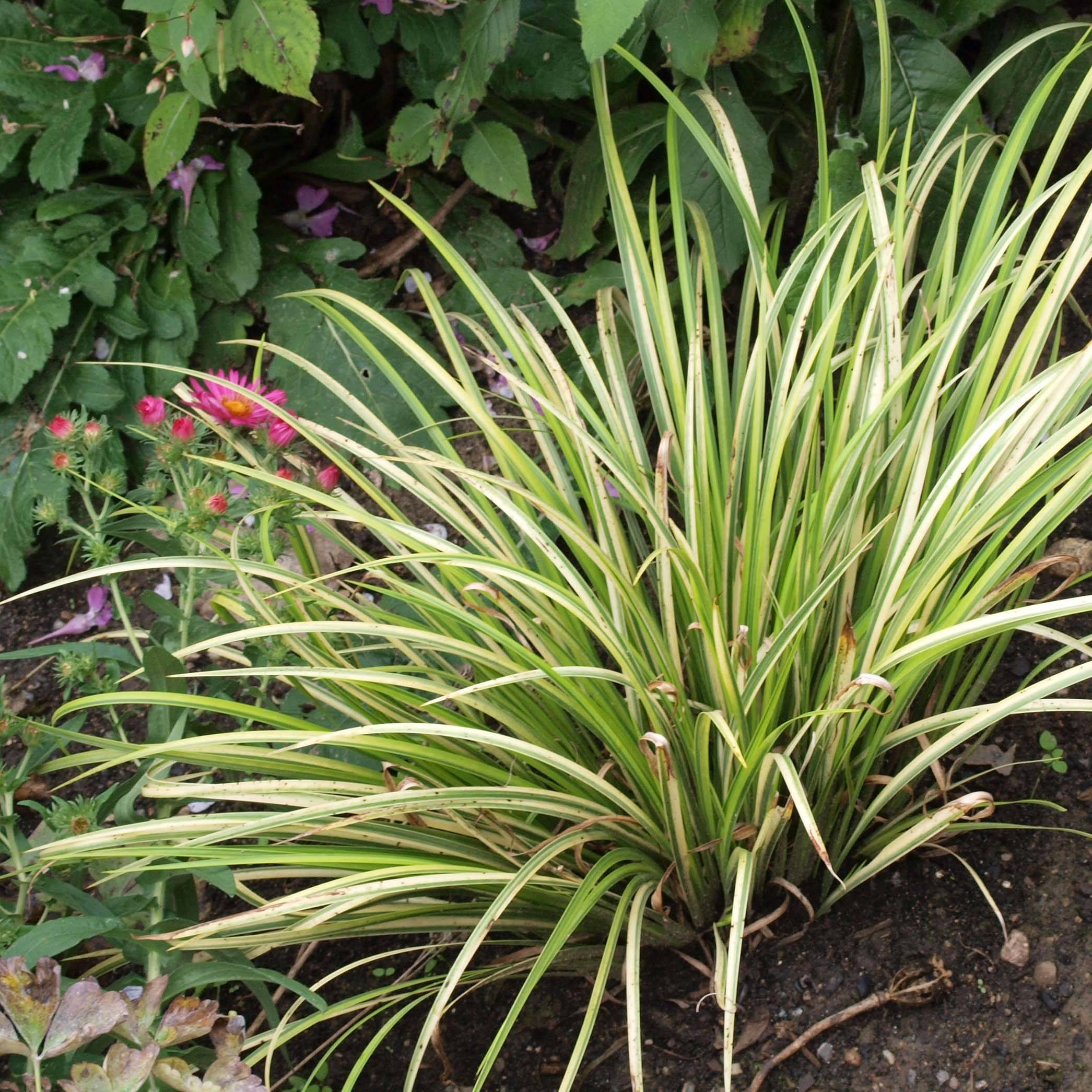Acorus gramineus Variegata - Jonc japonais panaché Pot de 2L/3L