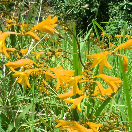 Crocosmia crocosmiiflora Norwich Canary - Montbretia Godet de 8/9 cm calibre 7+