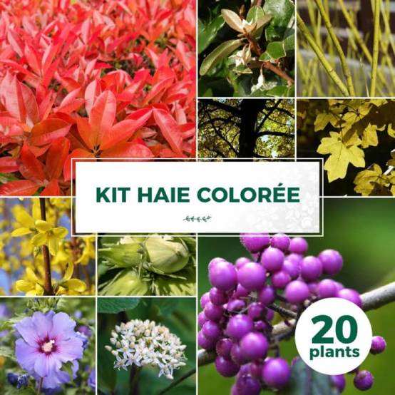 Haie Colorée - 20 arbustes - - Pépinières Naudet - Image 1