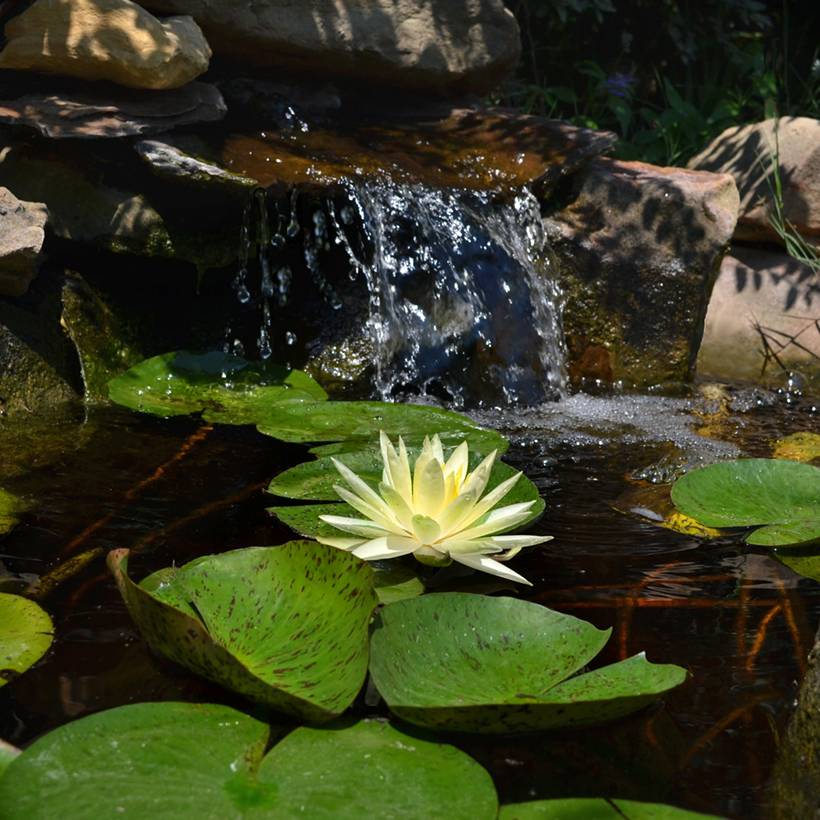 Promesse de Fleurs - Nymphaea Texas Dawn - Nénuphar rustique Pot de 1,5L/2L