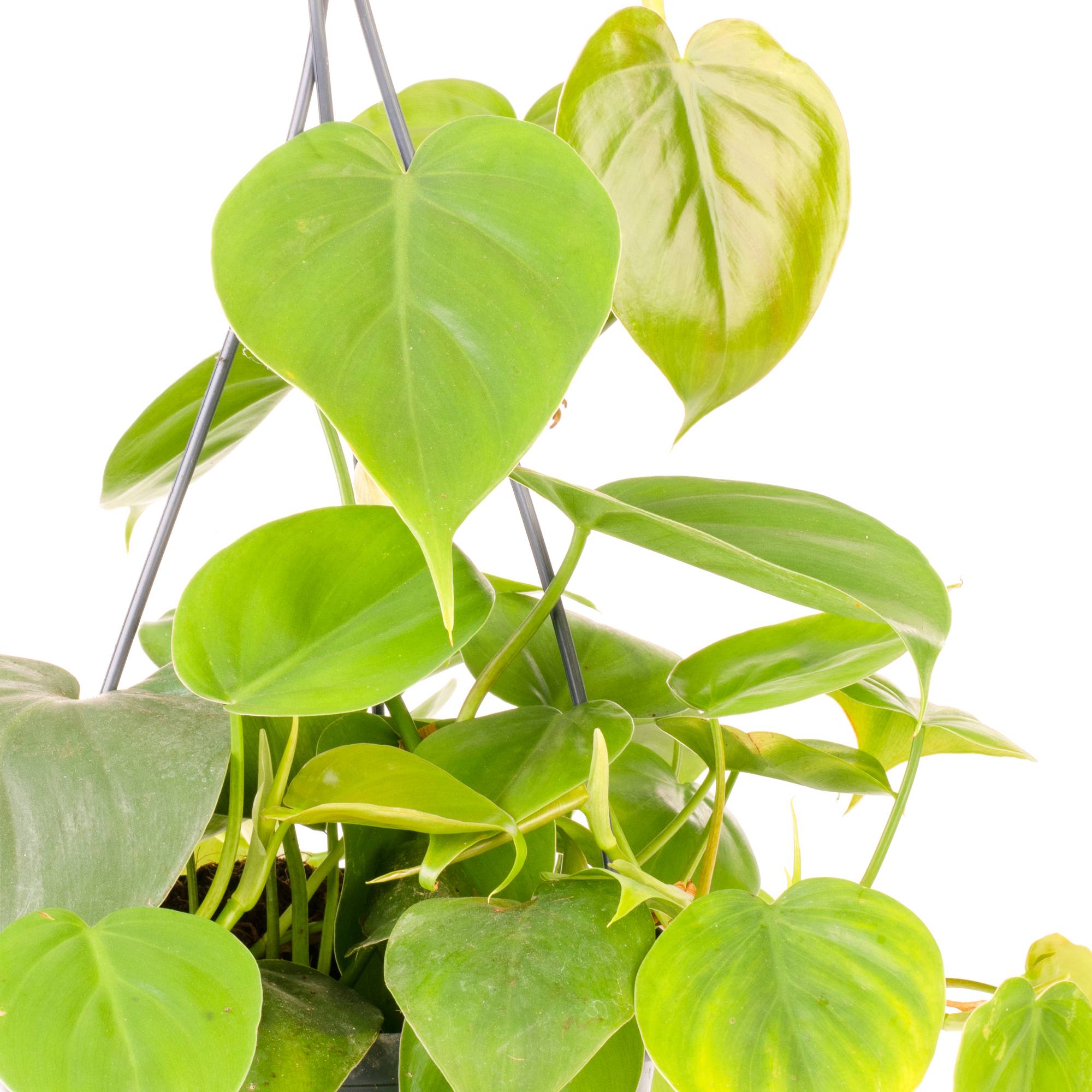 Gardenersdream - Philodendron Scandens - Philodendron Grimpant | Plante D'Intérieur Suspendue Pour Maison Ou Bureau De 15 Cm - GardenersDream - Image 3