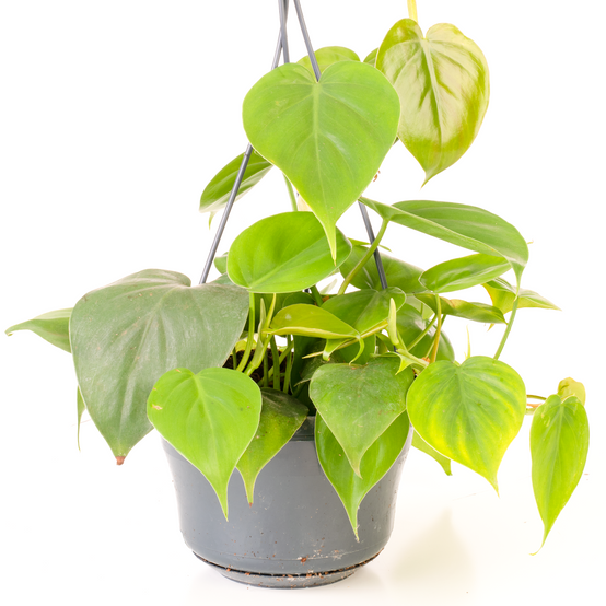 Gardenersdream - Philodendron Scandens - Philodendron Grimpant | Plante D'Intérieur Suspendue Pour Maison Ou Bureau De 15 Cm - GardenersDream - Image 1