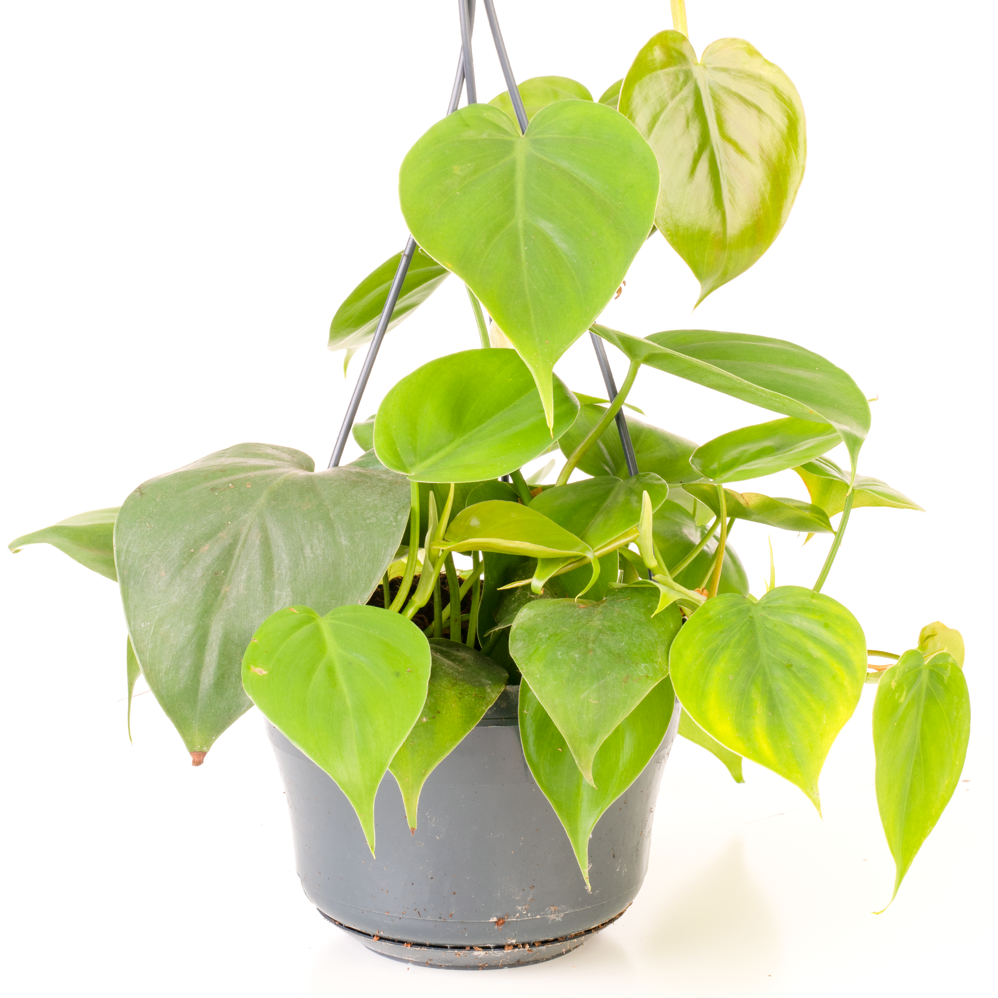 Gardenersdream - Philodendron Scandens - Philodendron Grimpant | Plante D'Intérieur Suspendue Pour Maison Ou Bureau De 15 Cm - GardenersDream - Image 1