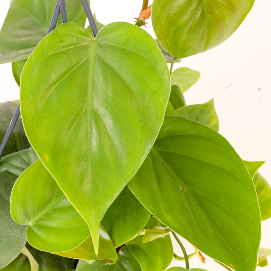 Gardenersdream - Philodendron Scandens - Philodendron Grimpant | Plante D'Intérieur Suspendue Pour Maison Ou Bureau De 15 Cm - GardenersDream - Image 2