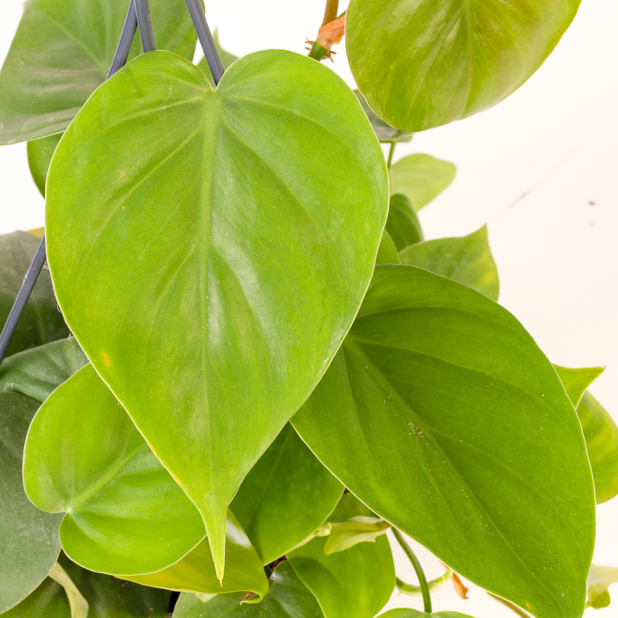 Gardenersdream - Philodendron Scandens - Philodendron Grimpant | Plante D'Intérieur Suspendue Pour Maison Ou Bureau De 15 Cm - GardenersDream - Image 2