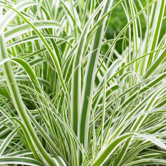 Laîche - Carex - Image 3