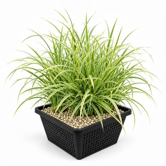 Laîche - Carex - Image 1