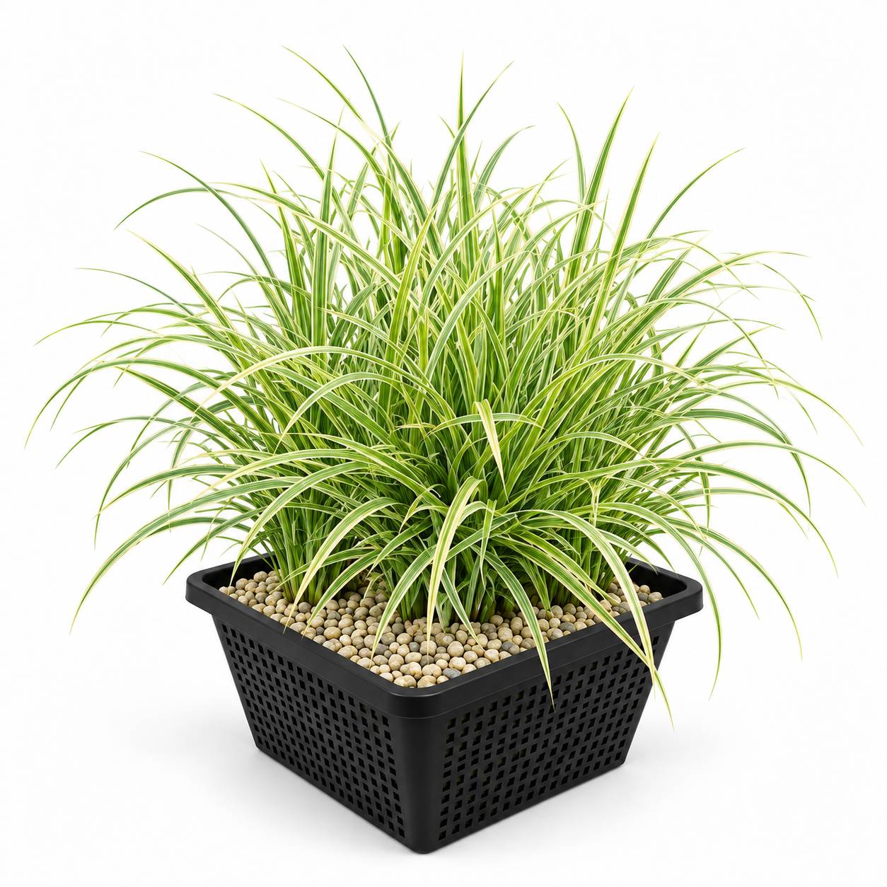 Laîche - Carex - Image 1
