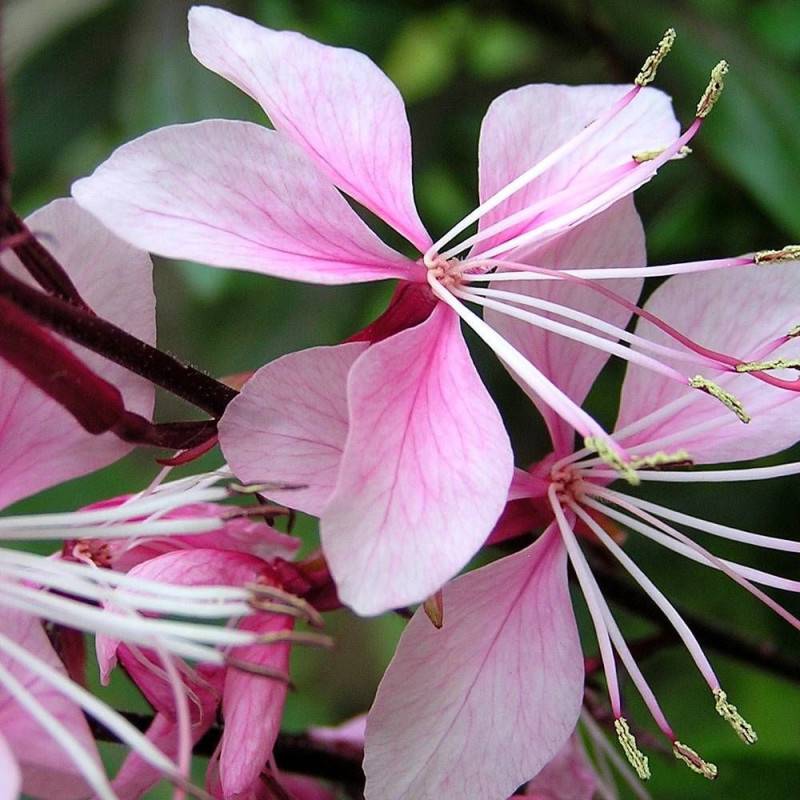 Gaura Rose Compact à fleurs Rouge/ - feuillage Caduc - Pot de 3L - 20/40 cm - Image 1
