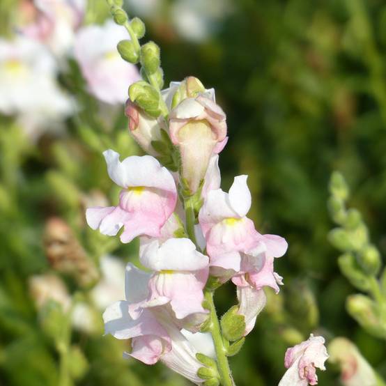 Graines de Muflier Appleblossom - Antirrhinum majus le sachet de 2700 graines environ (0,4g)