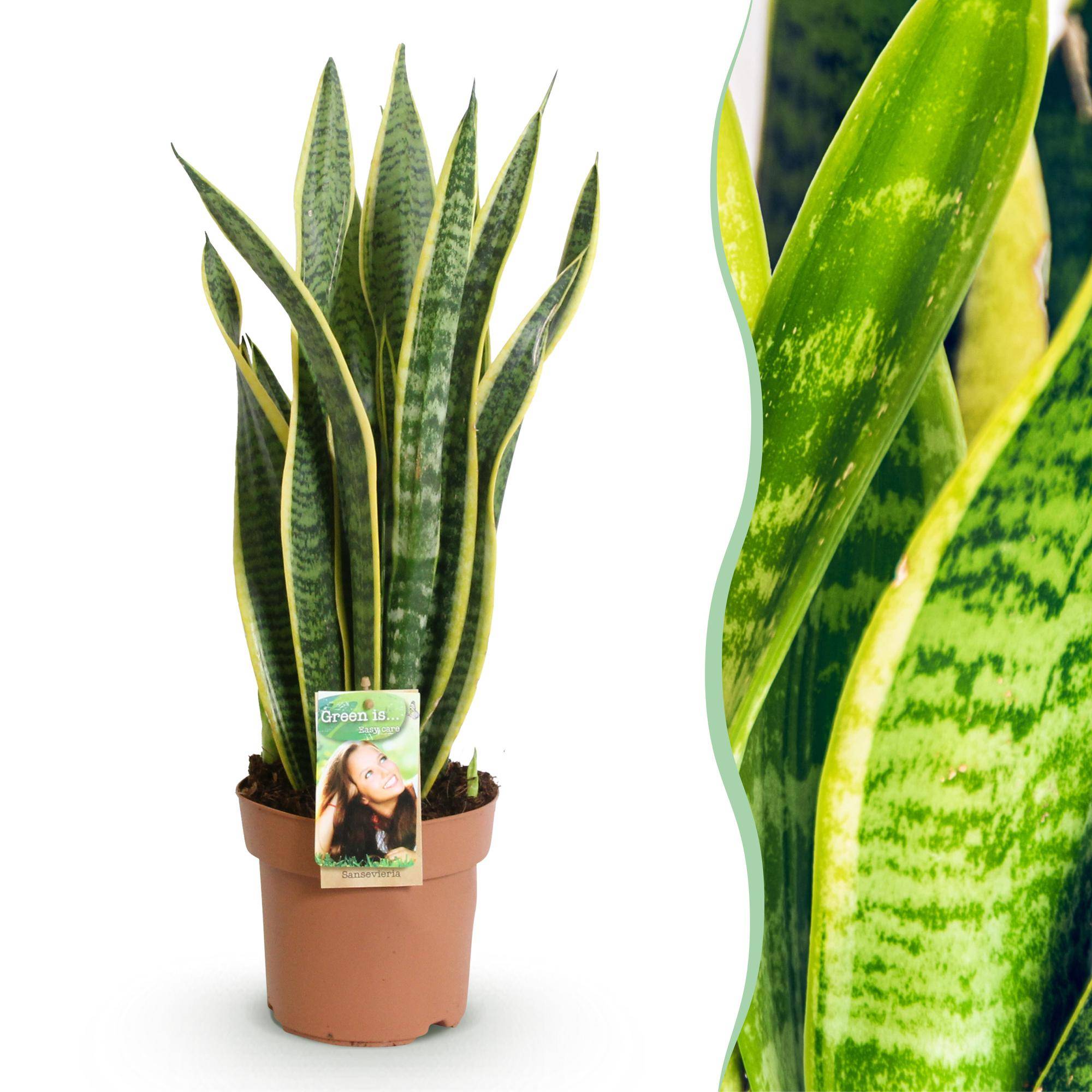 Sansevieria Laurentii - D17 H70cm - Image 2