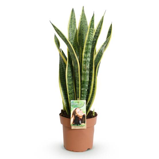 Sansevieria Laurentii - D17 H70cm - Image 3