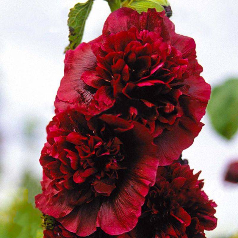 3 Roses Trémière Charter's Double Pourpre (Alcea Rosea Charter's) - Lot de 3 vivaces - Pépinières Naudet - Image 1