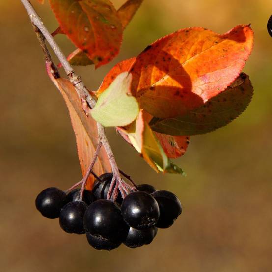 Aronie à feuille de prunier Nero, Aronia à fleurs Blanche/ - feuillage Caduc - Pot de 1,5L - 20/50 cm - Image 1