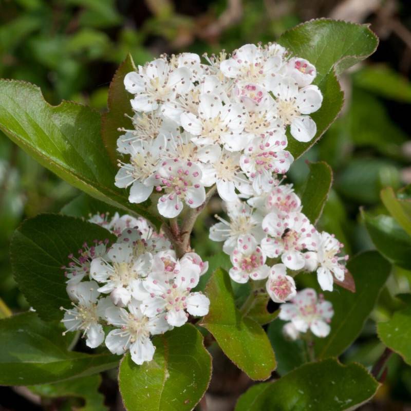 Aronie à feuille de prunier Nero, Aronia à fleurs Blanche/ - feuillage Caduc - Pot de 1,5L - 20/50 cm - Image 4