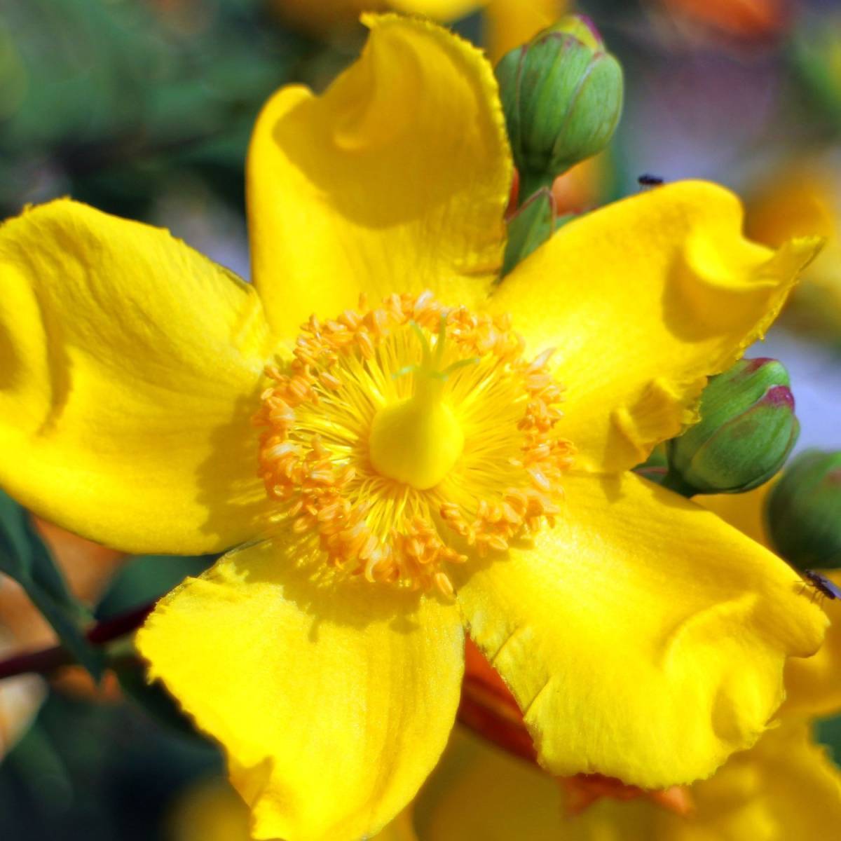 Millepertuis Hidcote, Hypericum à fleurs Jaune - feuillage Persistant - Pot de 4L - 40/60 cm-  hauteur à maturité De 0,50 m à 1,00 m - Image 8