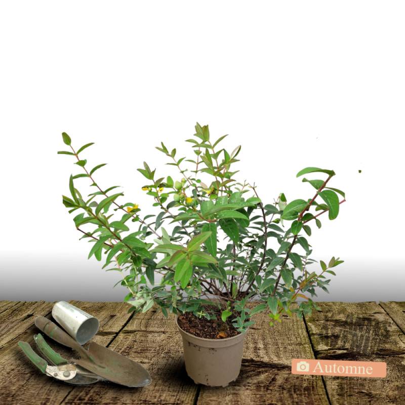 Millepertuis Hidcote, Hypericum à fleurs Jaune - feuillage Persistant - Pot de 4L - 40/60 cm-  hauteur à maturité De 0,50 m à 1,00 m - Image 2