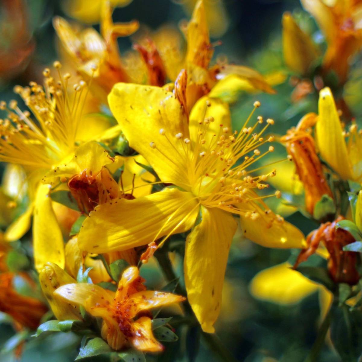 Millepertuis Hidcote, Hypericum à fleurs Jaune - feuillage Persistant - Pot de 4L - 40/60 cm-  hauteur à maturité De 0,50 m à 1,00 m - Image 6