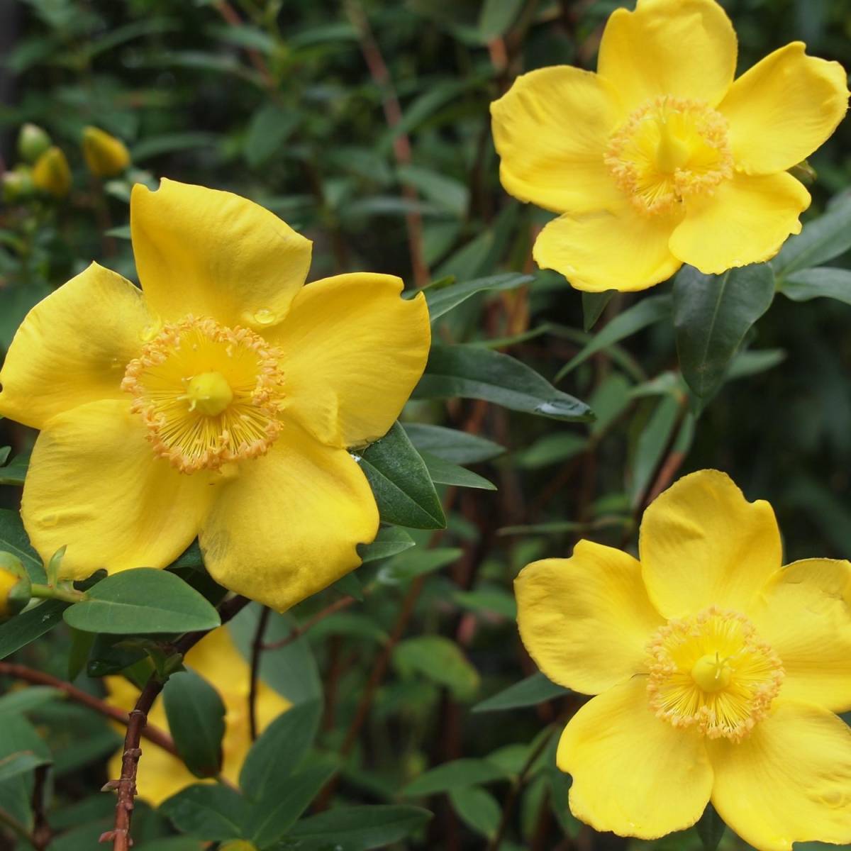 Millepertuis Hidcote, Hypericum à fleurs Jaune - feuillage Persistant - Pot de 4L - 40/60 cm-  hauteur à maturité De 0,50 m à 1,00 m - Image 7